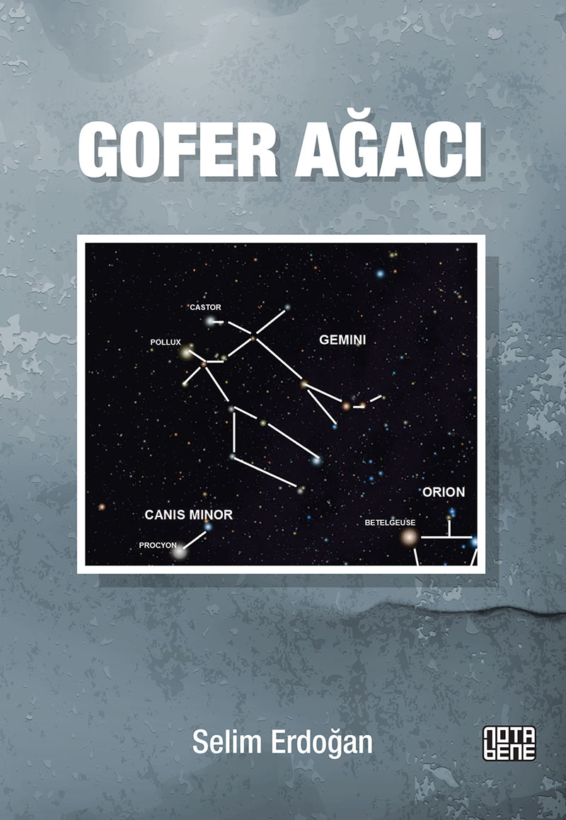 gofer agaci